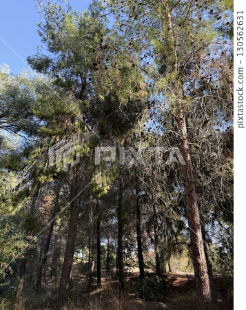 Walking path in public park, eucalyptus, fir, spruce, deciduous trees. Concrete pathway in park leading to road. Dirt path through a forest of trees. 130562631