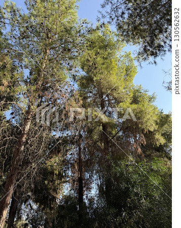 Walking path in public park, eucalyptus, fir, spruce, deciduous trees. Concrete pathway in park leading to road. Dirt path through a forest of trees. Walking path in public park, eucalyptus, fir, spruce, deciduous trees. Concrete pathway in park leading to road. Dirt path through a forest of trees. 130562632
