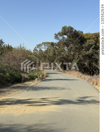 Walking path in public park, eucalyptus, fir, spruce, deciduous trees. Concrete pathway in park leading to road. Dirt path through a forest of trees. 130562634