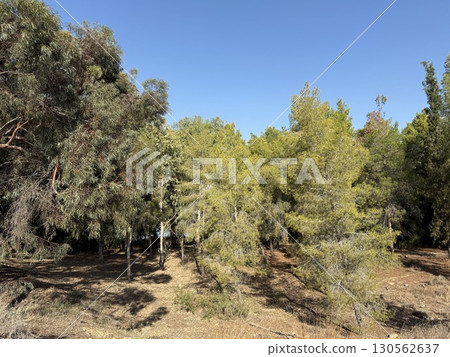 Walking path in public park, eucalyptus, fir, spruce, deciduous trees. Concrete pathway in park leading to road. Dirt path through a forest of trees. Walking path in public park, eucalyptus, fir, spruce, deciduous trees. Concrete pathway in park leading to road. Dirt path through a forest of trees. 130562637