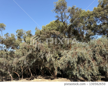Walking path in public park, eucalyptus, fir, spruce, deciduous trees. Concrete pathway in park leading to road. Dirt path through a forest of trees. Walking path in public park, eucalyptus, fir, spruce, deciduous trees. Concrete pathway in park leading to road. Dirt path through a forest of trees. 130562650
