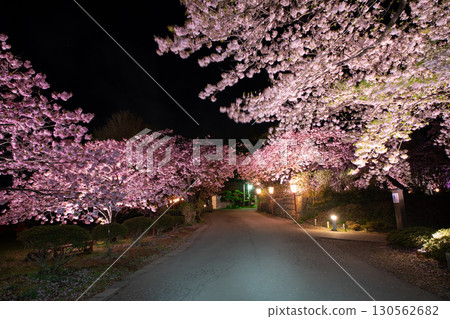 松前城和盛開的櫻花的壯麗景色 130562682