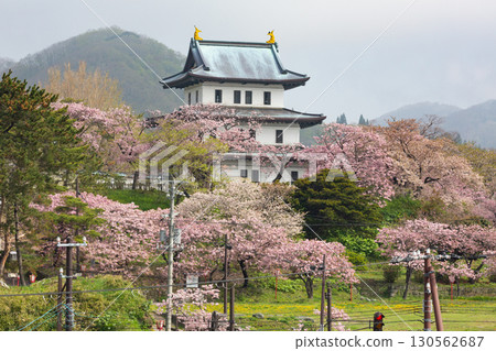 A spectacular view of Matsumae Castle and cherry blossoms in full bloom 130562687
