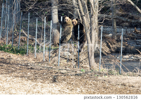 Wild brown bears and agricultural damage Wild brown bears and agricultural damage 130562816