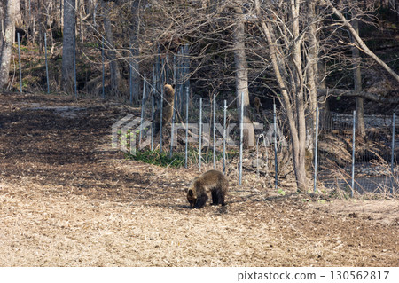 Wild brown bears and agricultural damage 130562817