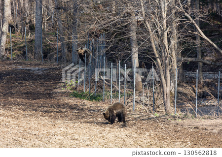 野生棕熊與農業損害 130562818
