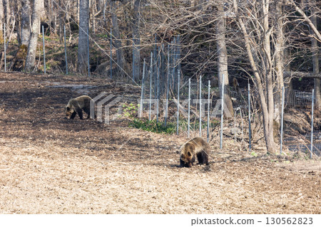 Wild brown bears and agricultural damage Wild brown bears and agricultural damage 130562823