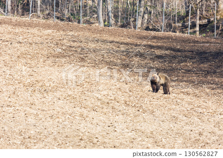Wild brown bears and agricultural damage Wild brown bears and agricultural damage 130562827