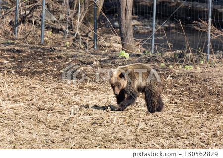 Wild brown bears and agricultural damage 130562829