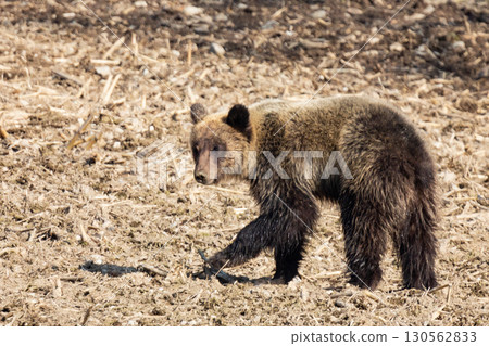 Wild brown bears and agricultural damage Wild brown bears and agricultural damage 130562833