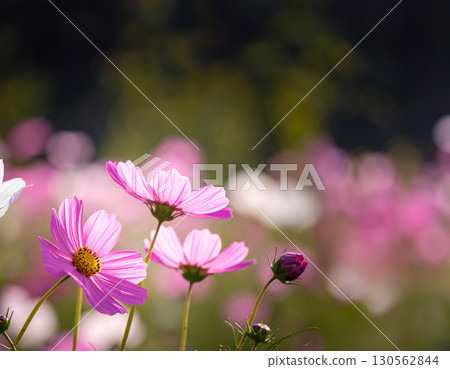  宇宙領域 130562844