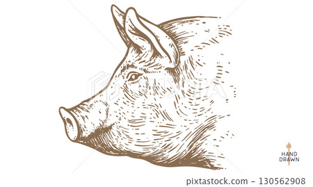 Pork, pig, hog sketch. Vintage retro print, black white farm domestic pig sketch ink pencil style drawing, engrave old school. Sketch artwork silhouette pig, white background. Vector Illustration Pork, pig, hog sketch. Vintage retro print, black white farm domestic pig sketch ink pencil style drawing, engrave old school. Sketch artwork silhouette pig, white background. Vector Illustration 130562908
