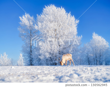 Reindeer and trees covered with frost. Animals beyond the Arctic Circle. Lapland, Finland. 130562945