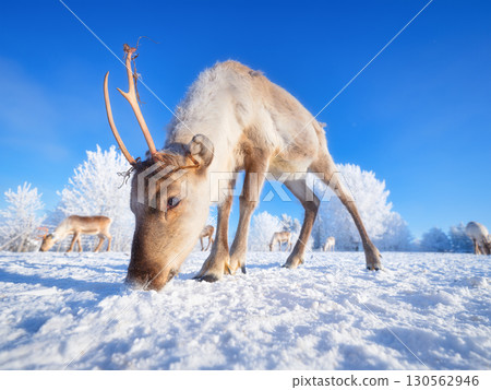 Reindeers. Animals beyond the Arctic Circle. Deer with antlers against a clear blue sky. 130562946