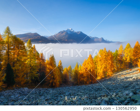 Autumn landscape in the Switzerland. Sunrise in the mountains. Fog and fall forest. Autumn landscape in the Switzerland. Sunrise in the mountains. Fog and fall forest. 130562950