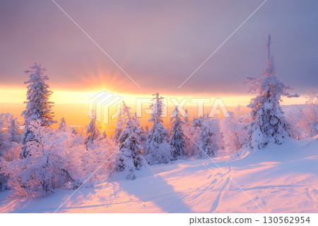 Trees covered with snow. Sun rays through the trees. Lapland, Finland. Trees covered with snow. Sun rays through the trees. Lapland, Finland. 130562954