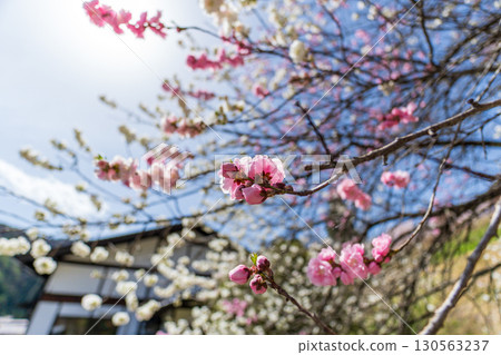 250421 Shinano Hiei Koshoin Temple 250421 Shinano Hiei Koshoin Temple 130563237