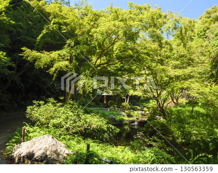 濱松城公園日本庭園的夏天 130563359