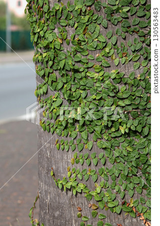 Stems and leaves of creeping green plant on palm tree trunk. Nature and background for design. Parasites among plants. Stems and leaves of creeping green plant on palm tree trunk. Nature and background for design. Parasites among plants. 130563483