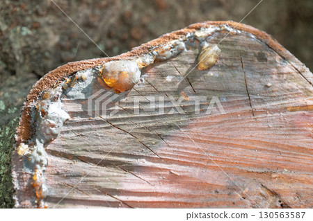 Tree resin and stump texture Tree resin and stump texture 130563587