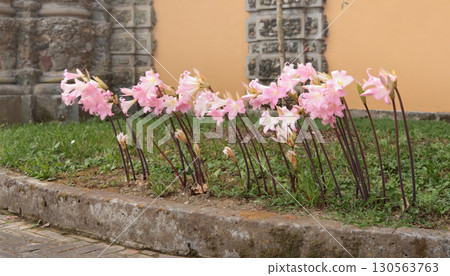 Pink flowers without leaves near entrance to park in autumn. Urban development, Europe. Nature and background for design. 130563763