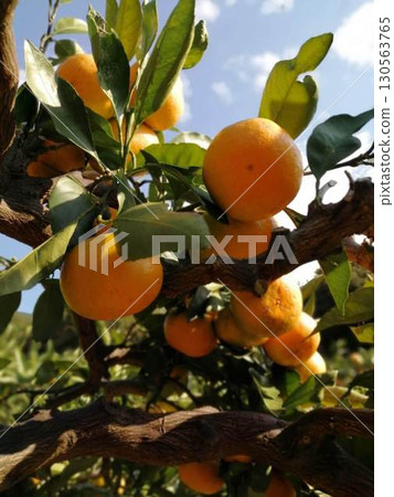 Mandarins growing under the blue sky 130563765