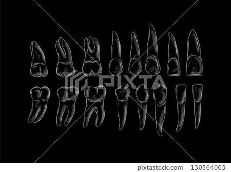 Types of human teeth black Types of human teeth black 130564003