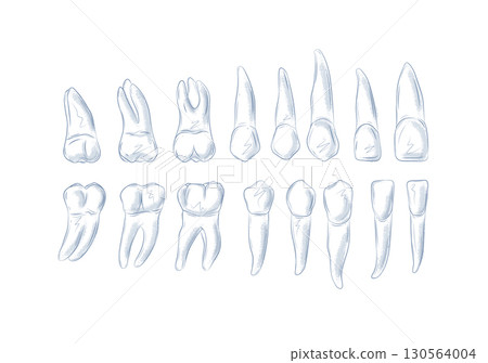 Types of human teeth blue 130564004