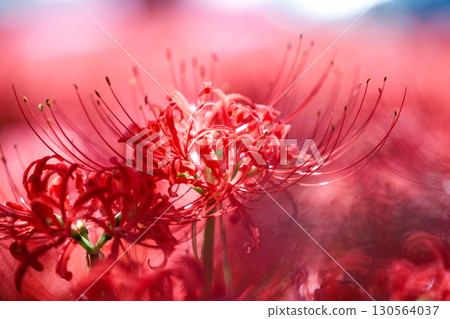 Vividly blooming red spider lilies (manjushage) Vividly blooming red spider lilies (manjushage) 130564037