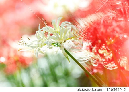 盛開的紅花曼珠沙華 130564042