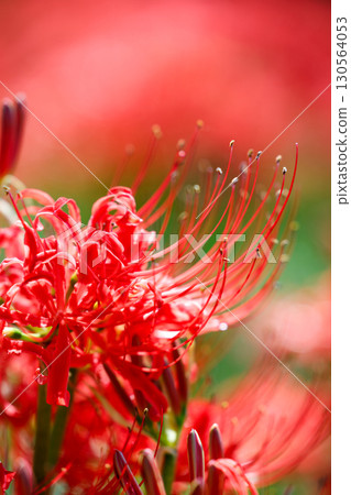 Vividly blooming red spider lilies (manjushage) 130564053