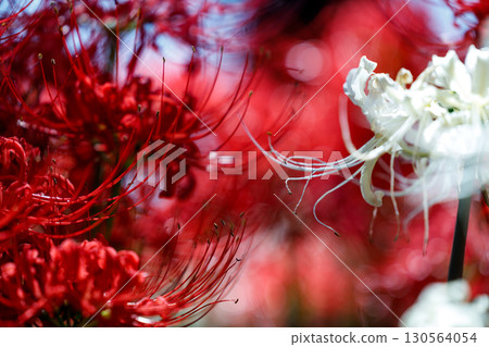 Vividly blooming red spider lilies (manjushage) 130564054