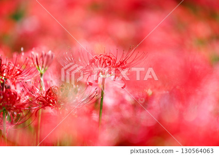 Vividly blooming red spider lilies (manjushage) Vividly blooming red spider lilies (manjushage) 130564063