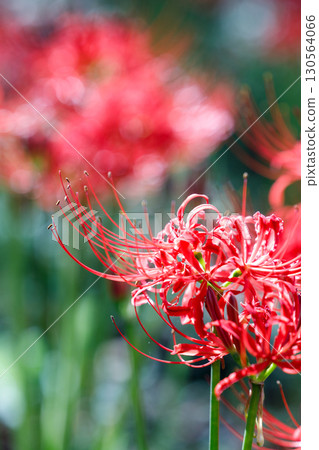 盛開的紅花曼珠沙華 130564066