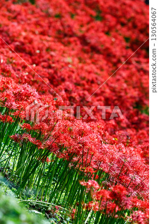 盛開的紅花曼珠沙華 130564067