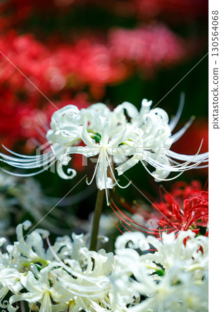 盛開的紅花曼珠沙華 130564068