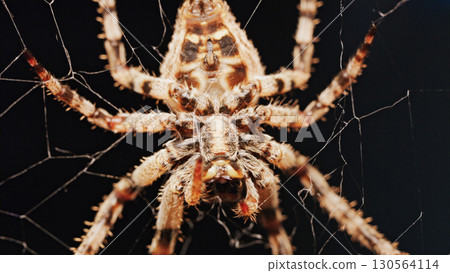 Macro close up spider on a web Macro close up spider on a web 130564114