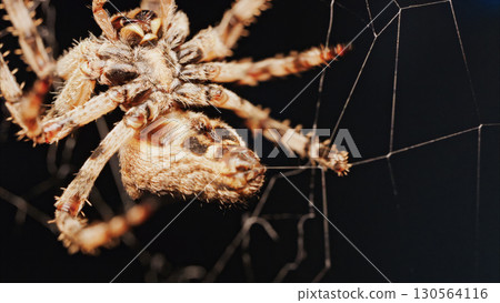 Macro close up spider on a web Macro close up spider on a web 130564116