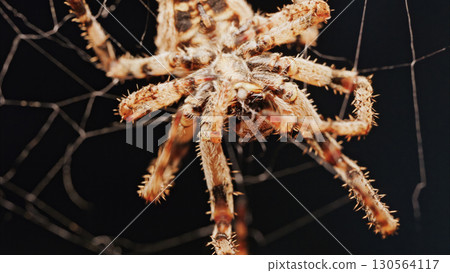 Macro close up spider on a web 130564117