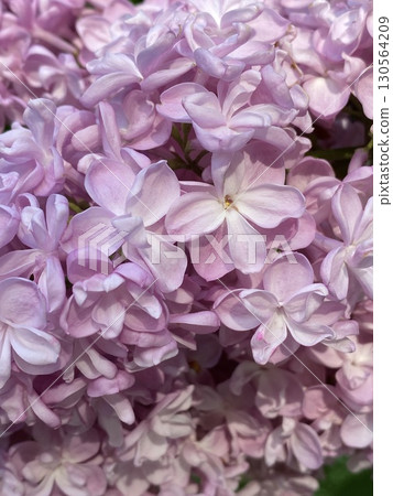 Lilac blossoms in full bloom with delicate petals, captured up close for nature backgrounds 130564209