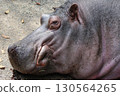 Hippo face close-up 130564265