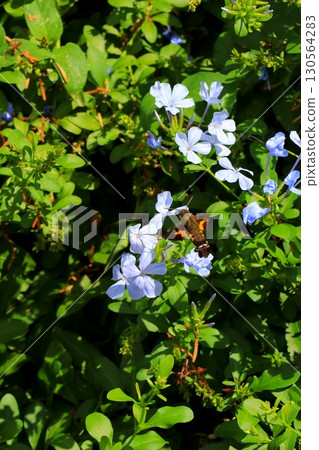 Blue Ruri Matryu flower Blue Ruri Matryu flower 130564283