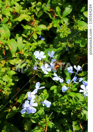 Purple leadwort flowers Purple leadwort flowers 130564284