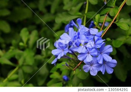 Blue Ruri Matryu flower 130564291