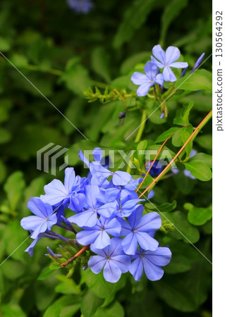 Blue Ruri Matryu flower 130564292
