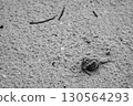 A monochrome photo of a hermit crab walking on a sandy beach 130564293