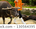 A worker pulling a water buffalo and a pond scene (subtropical island, rural area) 130564395