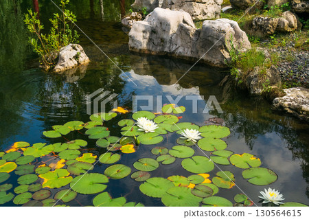 White water lily and leaves in a pond with green grass. 130564615