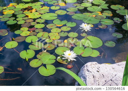 White water lily in a pond with green leaves and stones. White water lily in a pond with green leaves and stones. 130564616
