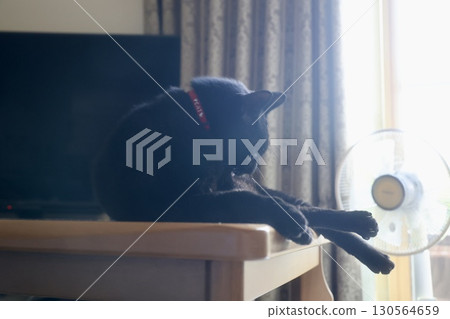 Cat cooling off in a fan Cat cooling off in a fan 130564659